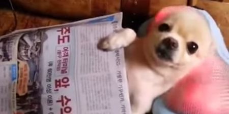 VIDEO: And Relax, Could This Chihuahua Be Any Happier?!