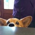 PICTURE – “PLEASE Sir!” It Would Be Very Hard To Resist This Corgi’s Begging Face