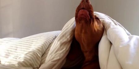 RISE AND SHINE! This Dog’s Reaction To An Alarm Is Exactly How EVERYONE Feels