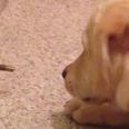 Stella And The Doorstop: This Dog’s Argument With A Doorstop Is Adorable And Hilarious