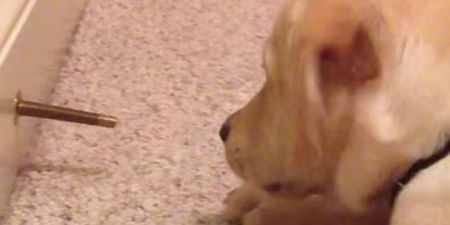 Stella And The Doorstop: This Dog’s Argument With A Doorstop Is Adorable And Hilarious