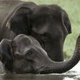Elephant On 24 Hour Watch As She Tries To Cope With Shock Of Losing Life Long Partner