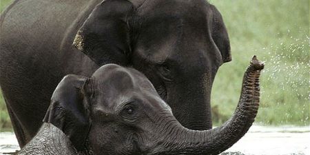 Elephant On 24 Hour Watch As She Tries To Cope With Shock Of Losing Life Long Partner