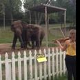 In Need Of A Monday Pick-Me-Up? These Elephants Dancing To Violin Playing Will Make Your Day