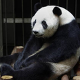 This Panda Faked A Pregnancy For Better Food And Care…