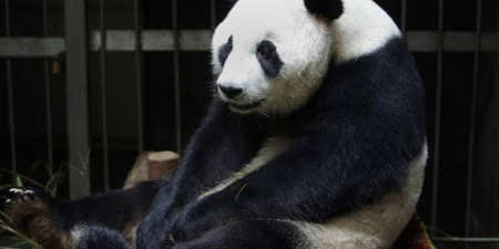 This Panda Faked A Pregnancy For Better Food And Care…