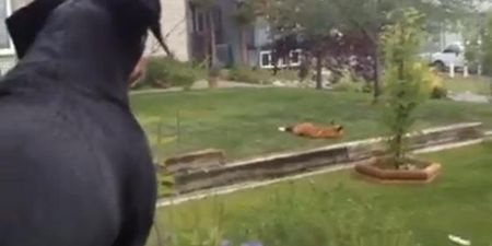 VIDEO – This Dog Is REALLY Not Happy About The Fox In The Front Garden Playing With His Toys