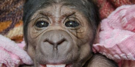 PICTURE – Oklahoma City Zoo Welcome This ADORABLE Baby Gorilla