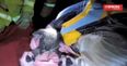 Firefighter Saves Koala Injured By Car With Mouth To Mouth Resuscitation