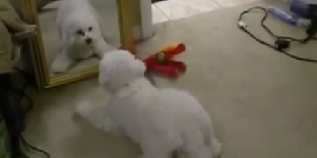 Dog Vs Mirror: This Poor Guy Seems Exceptionally Confused By This Intruder