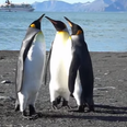VIDEO: These Penguins Playing Slap Happy Is The Best Thing You’ll See Tonight