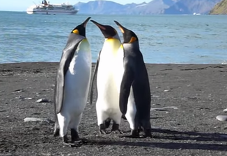 VIDEO: These Penguins Playing Slap Happy Is The Best Thing You’ll See Tonight