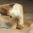 Last Polar Bear In Africa Dies Apparently Of A Broken Heart
