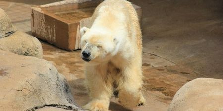 Last Polar Bear In Africa Dies Apparently Of A Broken Heart