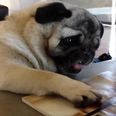 VIDEO – Focus… FOCUS! This Pug REALLY Wants This Blueberry