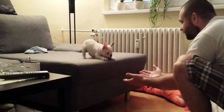 VIDEO: French Bulldog Puppy Makes An Epic Leap… Into His Owner’s Hands