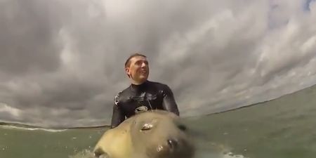 VIDEO: Go Pro Camera Captures Adorable Baby Seal Making Friends With Two Surfers