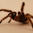 Deadly Dangerous: 100 Killer Spiders Found in House in Co Carlow