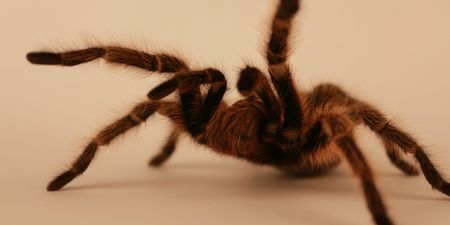 Deadly Dangerous: 100 Killer Spiders Found in House in Co Carlow