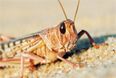 VIDEO: Nightmare Scenes as Swarms of Locusts Descend Upon Capital City
