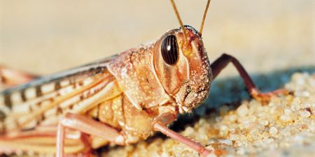 VIDEO: Nightmare Scenes as Swarms of Locusts Descend Upon Capital City