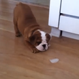 WATCH: Bulldog Puppy Playing With An Ice Cube Will Cheer You Right Up