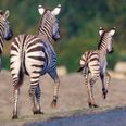 Showing Her Stripes! Dublin Zoo Welcomes Adorable Zebra Foal
