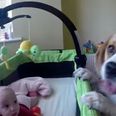 VIDEO: Beagle Shares Plastic Balls with Baby Girl