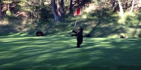 VIDEO: Bear Dances With A Flagpole On A Golf Course (Yes, You Read That Correctly)