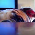 WATCH: This Adorable Bulldog Wins The Internet With Game Of Peekaboo!