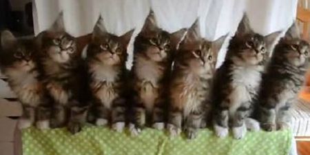 VIDEO: The Awkward Moment When Cats Dance Better Than You