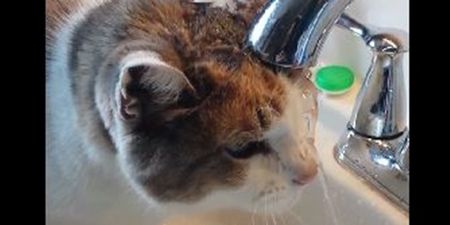 VIDEO: This Cat Hasn’t Quite Mastered How To Drink Water Out of The Sink