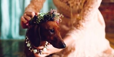 VIDEO: Dog Owners Throw Wedding For Their Loved-Up Pooches