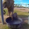 VIDEO: You NEED To See This Baby Elephant Blowing Bubbles