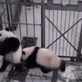 WATCH: This Little Panda Cub Is (Literally) Pretty Attached To His Zoo-Keeper