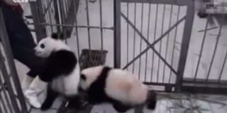 WATCH: This Little Panda Cub Is (Literally) Pretty Attached To His Zoo-Keeper