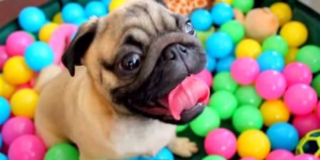 VIDEO: This Pug Playing In A Ball Pit Is Our New Favourite Thing