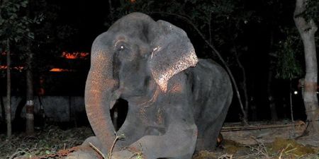 Elephant Raju Who ‘Cried’ When Freed Risks Being Chained Again