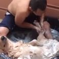 VIDEO: This Dog Is The Picture Of Happiness Right Now
