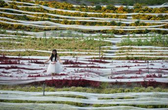 Here Comes The Bride, All Dressed In White (With A THREE MILE TRAIN)