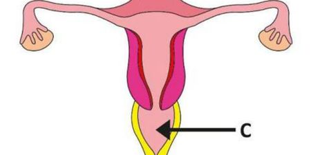 Half Of Young Women Can’t Locate Their Vaginas… (No, Really)