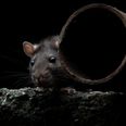 Don’t Look Now! Pest Controllers Warn of “Boom Time” For Rats