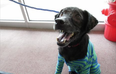 The Dog Days Are Over: One Little Pup Allergic To Humans Found The Cure (And An Adorable Jumper Too)