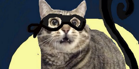 PICTURES: The Snapcats Of Snapchat Are Everything You Want Them To Be And More…
