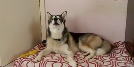 VIDEO: This Husky Loves Singing Along To James Brown’s ‘I Feel Good’