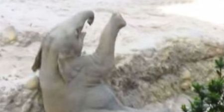 WATCH: The Adorable Moment Elephant Parents Rush Over To Save Their Calf Falling Into A Hole