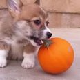 Your Friday Aww… a Corgi Puppy Playing With a Tiny Pumpkin