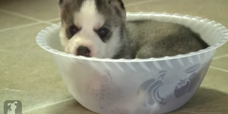 WATCH: This Husky Puppy Really Wants To Climb Out Of This Bowl… But Fails Miserably