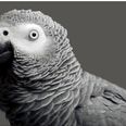 Missing Parrot Returns Home After Four Years – But Now Speaks Spanish!