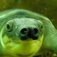 PIC: There’s A Pig-Nosed Turtle Species And It’s Ridiculously Cute
